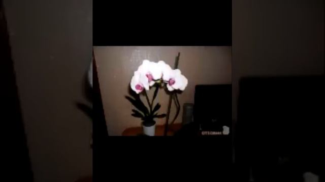 орхидеи смотреть онлайн