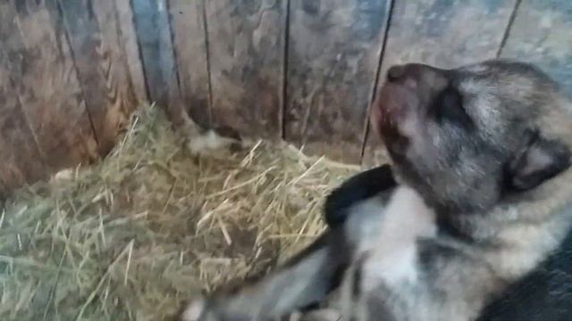 волкособы. щенки волчица + маламут смотреть онлайн