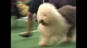 Бобтейл. Как ухаживать за самой волосатой породой собак