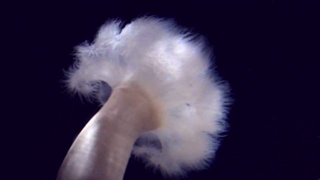 Релакс.Красивая музыка для души.Аквариум в Констанце.Морские обитатели для любителей подводного мир