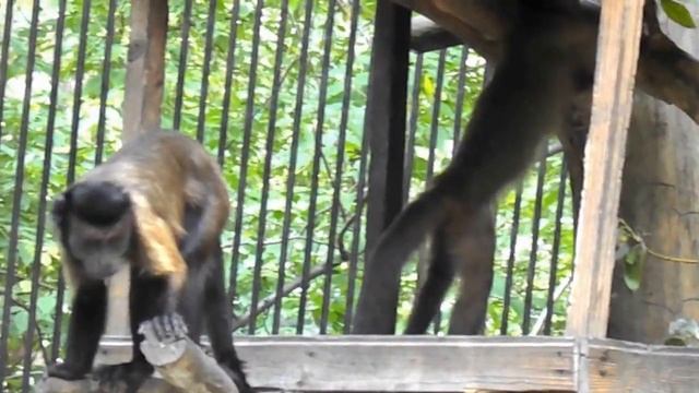 Капуцин белоплечий - Cebus capucinus смотреть онлайн