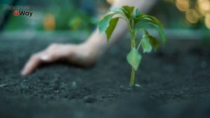 ВОТ ЧТО ПОСЕЯТЬ ПОСЛЕ ТОМАТОВ НА ГРЯДКЕ ИЛИ В ТЕПЛИЦЕ?!