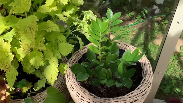 Колеус - звезда моего сада 🌸 смотреть онлайн
