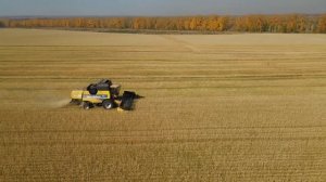 Пшеница , Сбор урожая пшеницы