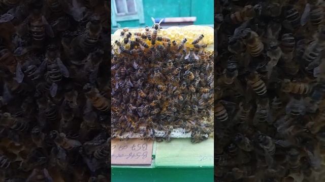 Нуклеус четырех местный в работе