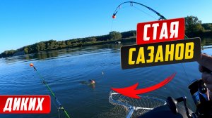 Попал на клев САЗАНА. Столько САЗАНОВ я еще не ловил.