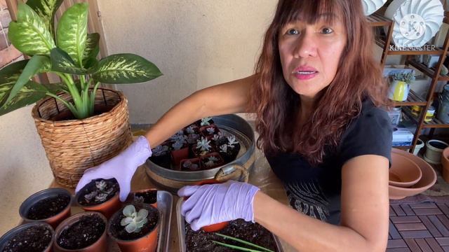 Repotting Propagated Succulents from Leaves (Perle Von Nurnberg & Ghost Plant) смотреть онлайн