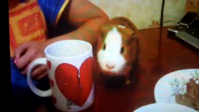 Злой Жëрка ) смотреть онлайн