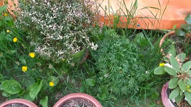 Цветение камелии японской сорта Хипполайт Тоби. Лавровый лист растим в Беларуси. смотреть онлайн