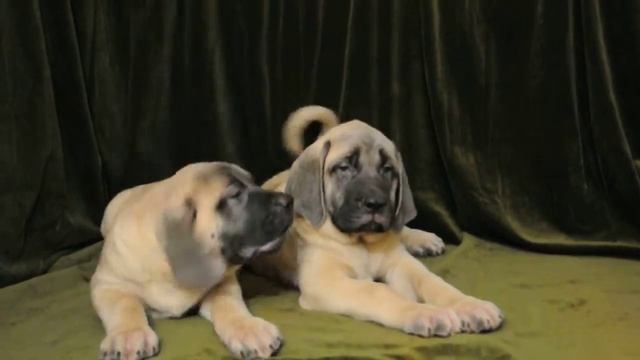 Щенки мастифа,For Sale !!! Puppies English Mastiff,kennel "Grand Life Energy " смотреть онлайн