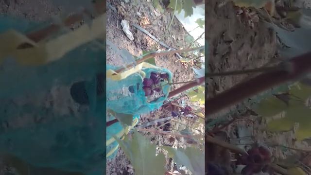 Универсальный сорт винограда Ватра ремонтантный,морозостойкий,урожайный но чуть, негатива есть смотреть онлайн