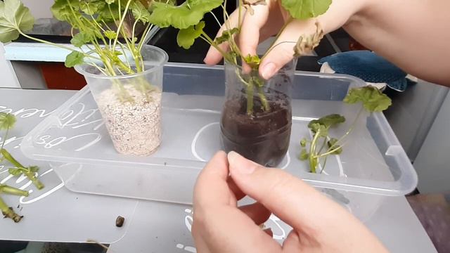 Укоренение черенков пеларгонии 2. 3 вида укоренения. Результаты. смотреть онлайн