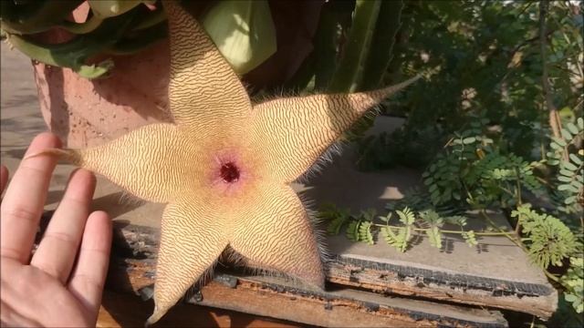 Stapelia gigantea flower blooming смотреть онлайн