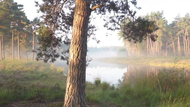 Корнелия Функе Чернильная кровь (отрывок) смотреть онлайн