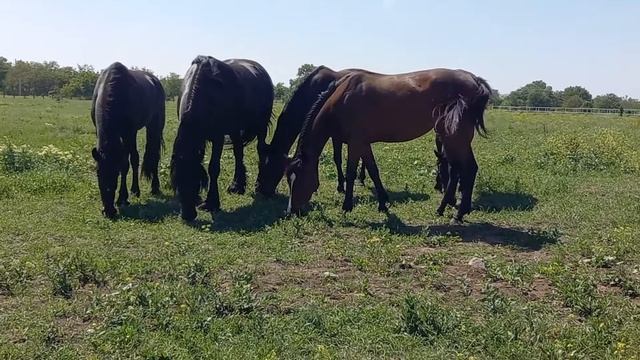 Грозненский Ипподром 779 смотреть онлайн