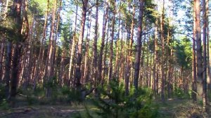 Художник в деревне. Первый выпуск на новом канале. ЖИЗНЬ В ГЛУХОЙ БЕЛОРУССКОЙ ДЕРЕВНЕ В ЛЕСУ