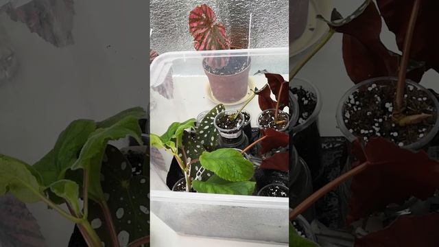 Бегония Brevirimosa. Как размножить кейн-бегонии. #бегония #кейн #комнатныерастения #бегонии
