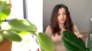 Обрезка, Омоложение и Черенкование Фикуса Лирата