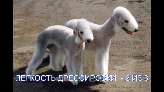 Бедлингтон Терьер смотреть онлайн