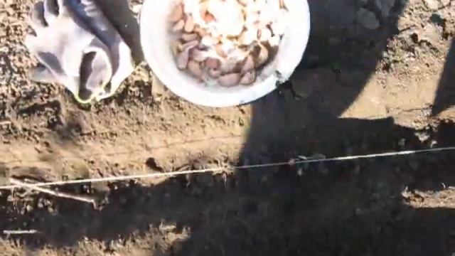Посадка чеснока осенью смотреть онлайн