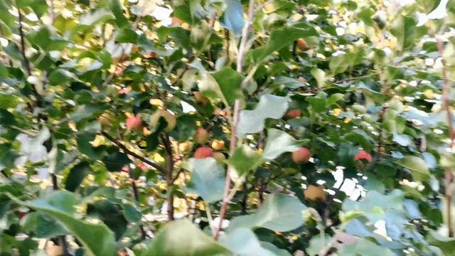 Собираю яблоки домашние в Сибири. СУПЕР урожайные яблони ЛОЙКО и ЧУДНОЕ! смотреть онлайн