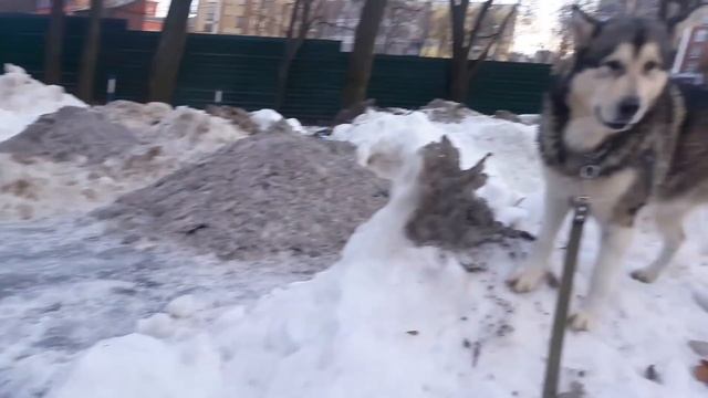 Хаски и маламут проходят испытание / Собаки на льду