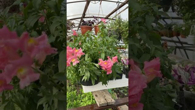 ампельный львиный зев смотреть онлайн