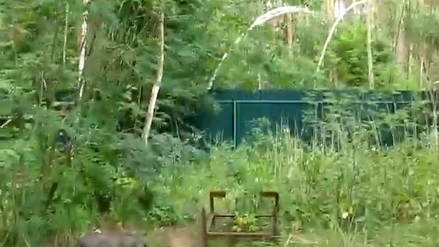 #240 (2018-06-21) вьетнамские свиньи. Свиньи и сырой картофель (часть 2) смотреть онлайн