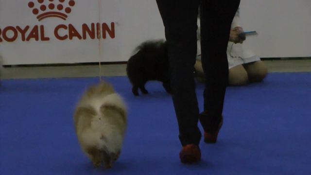 ЕВРОДОГШОУ-2017 * ПОМЕРАНСКИЙ ШПИЦ * КЛАСС ИНТЕРМЕДИА СУКИ * 3504 смотреть онлайн
