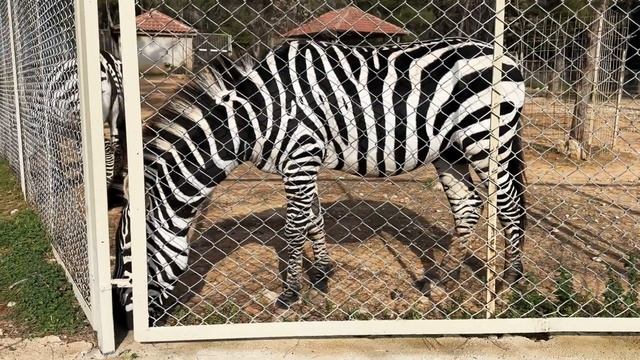 Зоопарк в Анталье - Antalya Zoo (ANTALYA HAYVANAT BAHÇESİ) смотреть онлайн