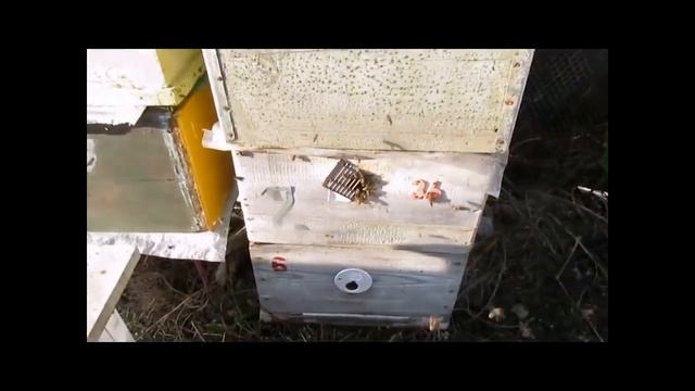 весна на пасеке - стимулирование подкормками яйцекладки матки , в чем плюсы, а в чем минусы смотреть онлайн