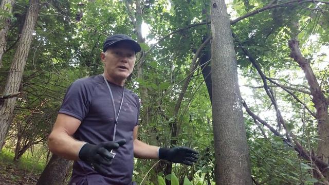 Tree Of Heaven (Ailanthus Altissima) - Identification & Control (without Causing It To Sucker!)