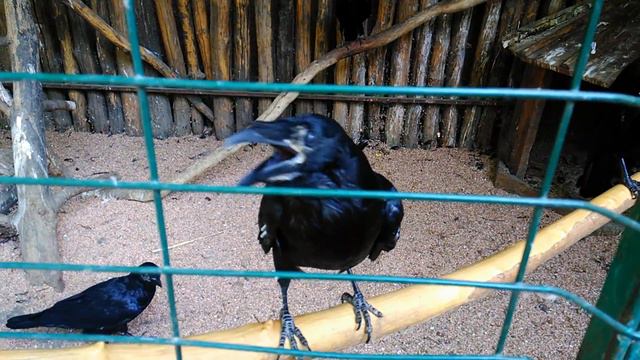 Сафари парк Краснодар смотреть онлайн