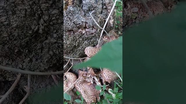 Трутовик Пестряк чешуйчатый. Городские грибы смотреть онлайн