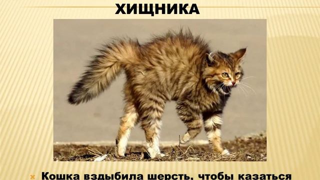 Презентация Главное выжить смотреть онлайн