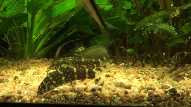 куботайи 00487.MTS смотреть онлайн