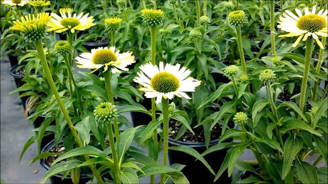 Best Perennials - Echinacea Green Jewel (Coneflower)