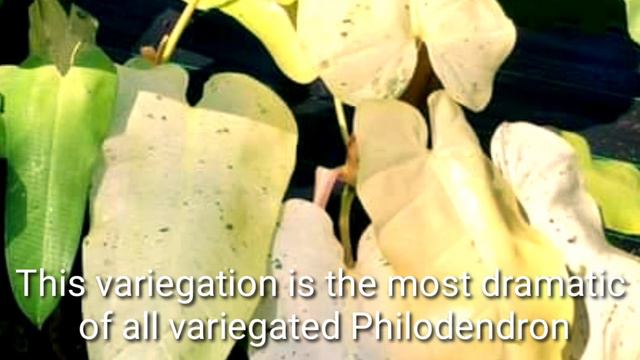 What Is Philodendron Whipple Way?