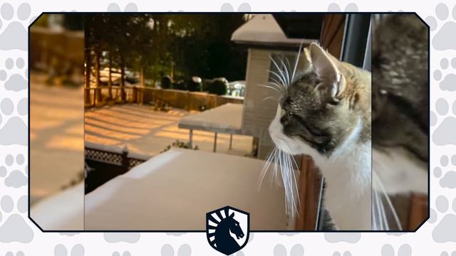 CS:DOGS (and Cats): The pets behind the players смотреть онлайн