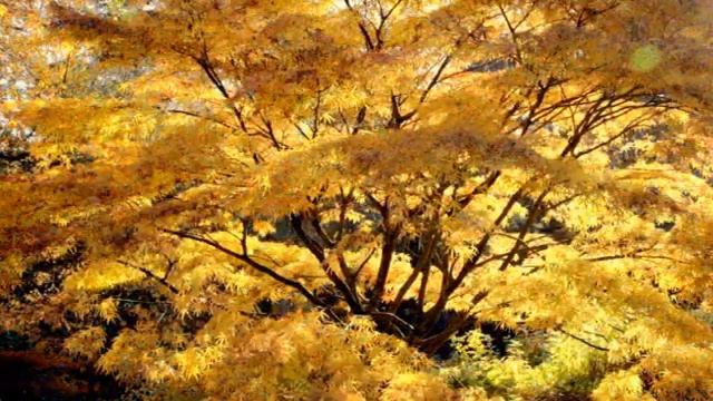 Высшее Я. Сложность и многомерность структуры каждой Души.