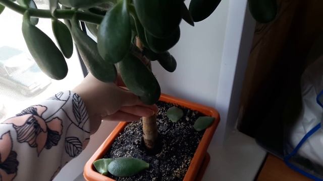 Упало, завалилось Денежное дерево! Как спасти денежное дерево? смотреть онлайн