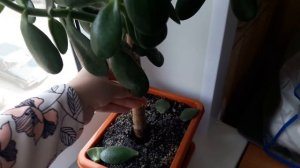 Упало, завалилось Денежное дерево! Как спасти денежное дерево?