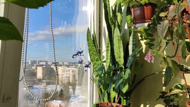 19.02. 2021 г.цветочные новости ? Как перенесли растения на лоджии в морозы смотреть онлайн