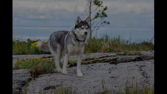 Участник проекта "ПОМОРЫ" хаски ЛЮМИКИ смотреть онлайн