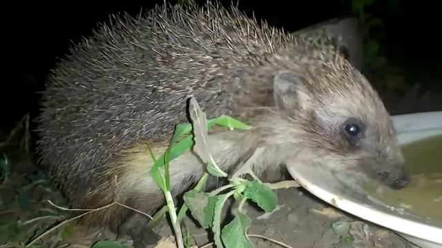 Ёжик ест суп)