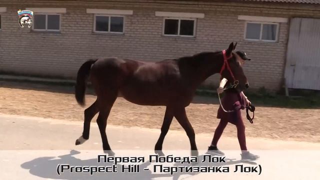 Дорогие друзья ❗️ А так же представляем вашему вниманию лоты аукциона 2023 года. Молодняк 2022г.р смотреть онлайн