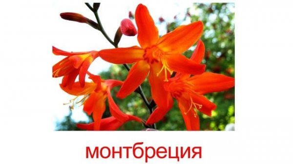 Карточки Домана Вундеркинд с пеленок - ЦВЕТЫ САДОВЫЕ смотреть бесплатно