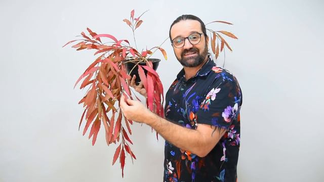 Kimnachia Ramulosa - Syn. Pseudorhipsalis Ramulosa - 7 De 1000 Plantas - Como Cultivar
