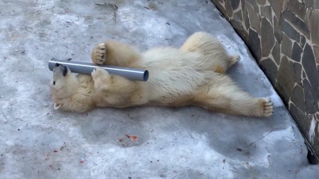 КАК БЕЛЫЙ МИШКА ВЕСНУ ВСТРЕЧАЛ смотреть онлайн