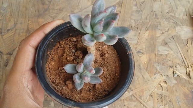 || PACHYVERIA GLAUCA ‘ LITTLE JEWEL ‘ || смотреть онлайн